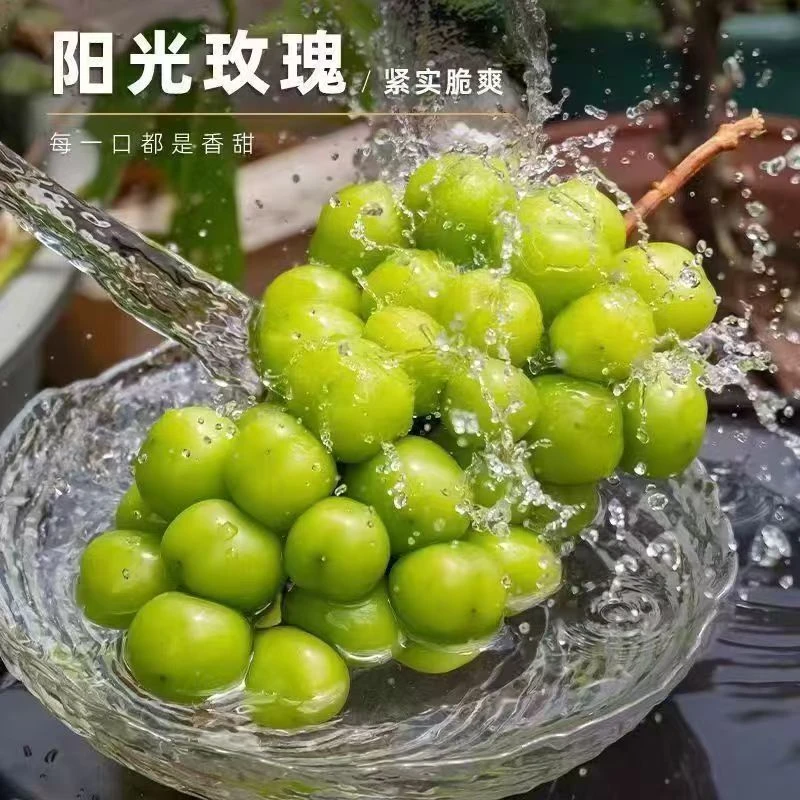 【西藏包邮 拉萨发货】阳光玫瑰无籽无核青提颗大甜美