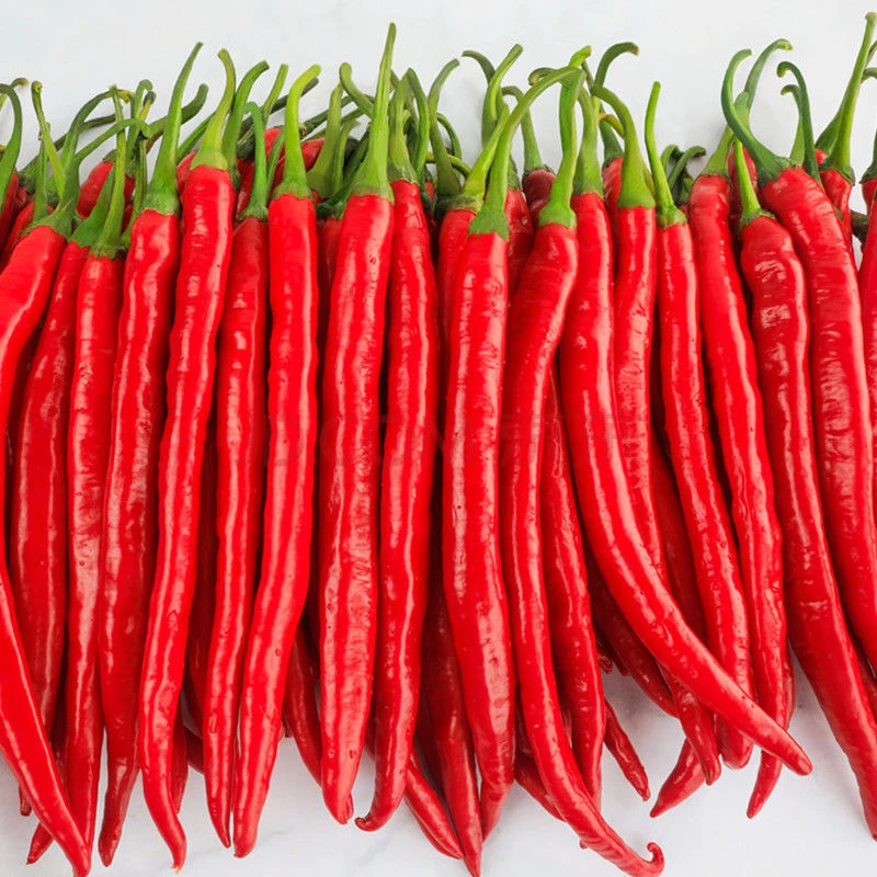 【西藏包邮 拉萨发货】红二荆条时令新鲜脆蔬自然生长现采现摘