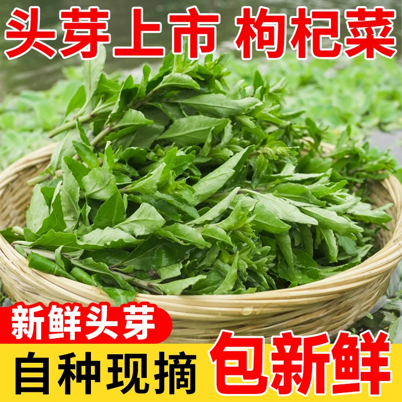 活益佳枸杞头新鲜野菜枸杞菜嫩芽净重500g现发现摘应季蔬菜枸杞芽