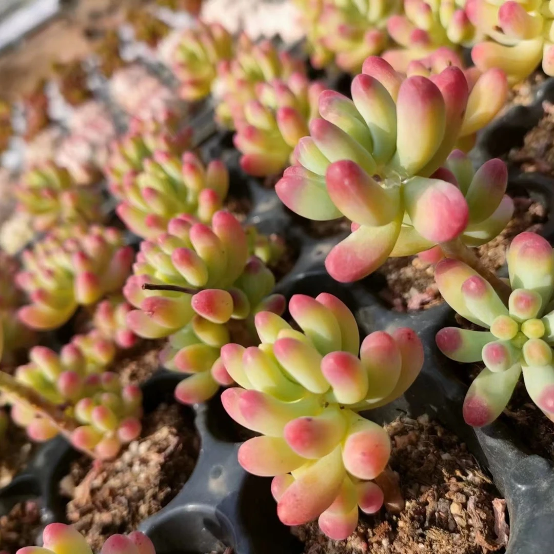 悦心的花园多肉一物一拍满19.8包邮非偏远