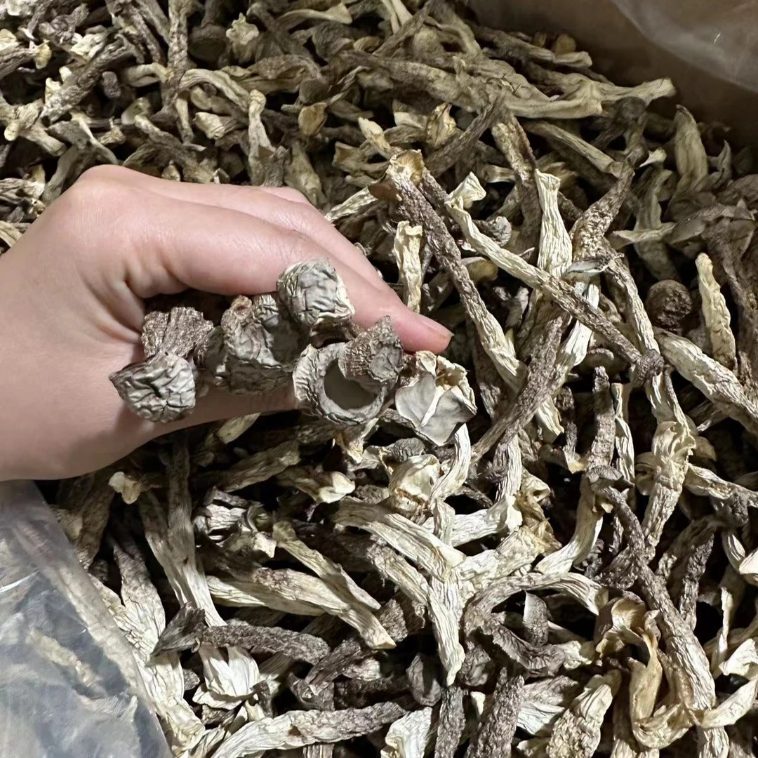 鹿茸菇 香味浓郁 肉厚