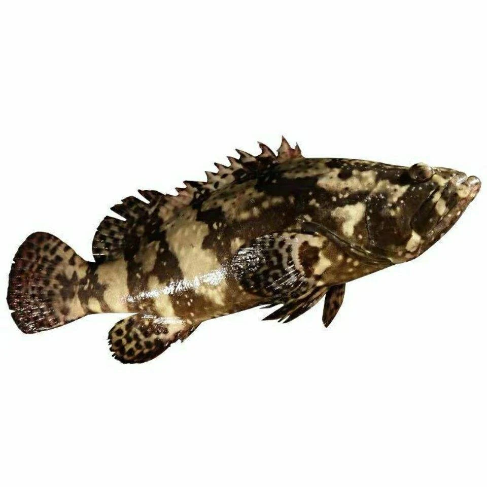 石斑鱼【云龙斑1条】现称.默认包杀