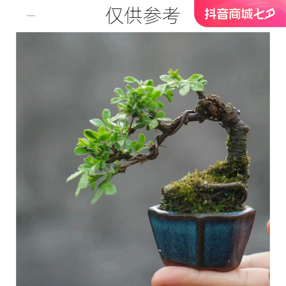 黄栌树苗盆栽绿植