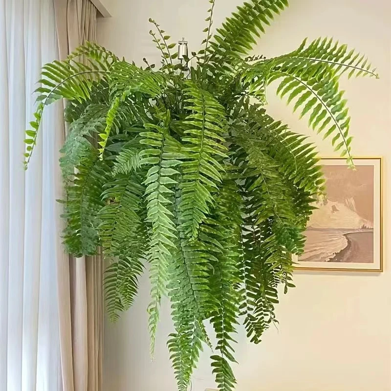 【植得专属】霸王蕨垂吊雨林耐寒耐阴大型绿植盆栽净化空气吸甲醛5