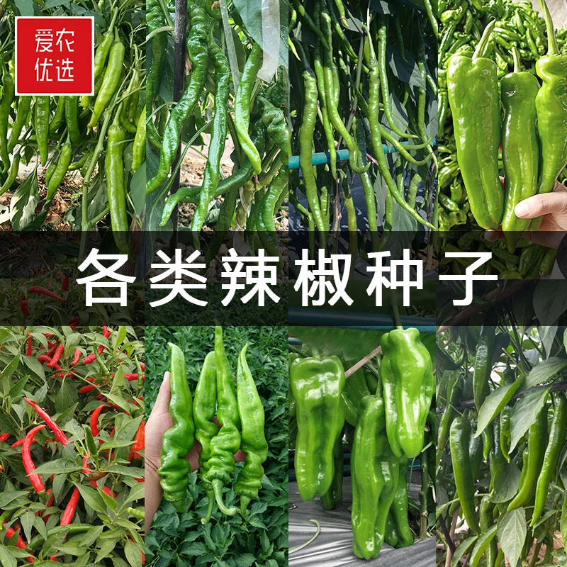 爱农优选连续种植辣椒种子高产抗病杂交羊角椒牛角椒线椒薄皮泡椒