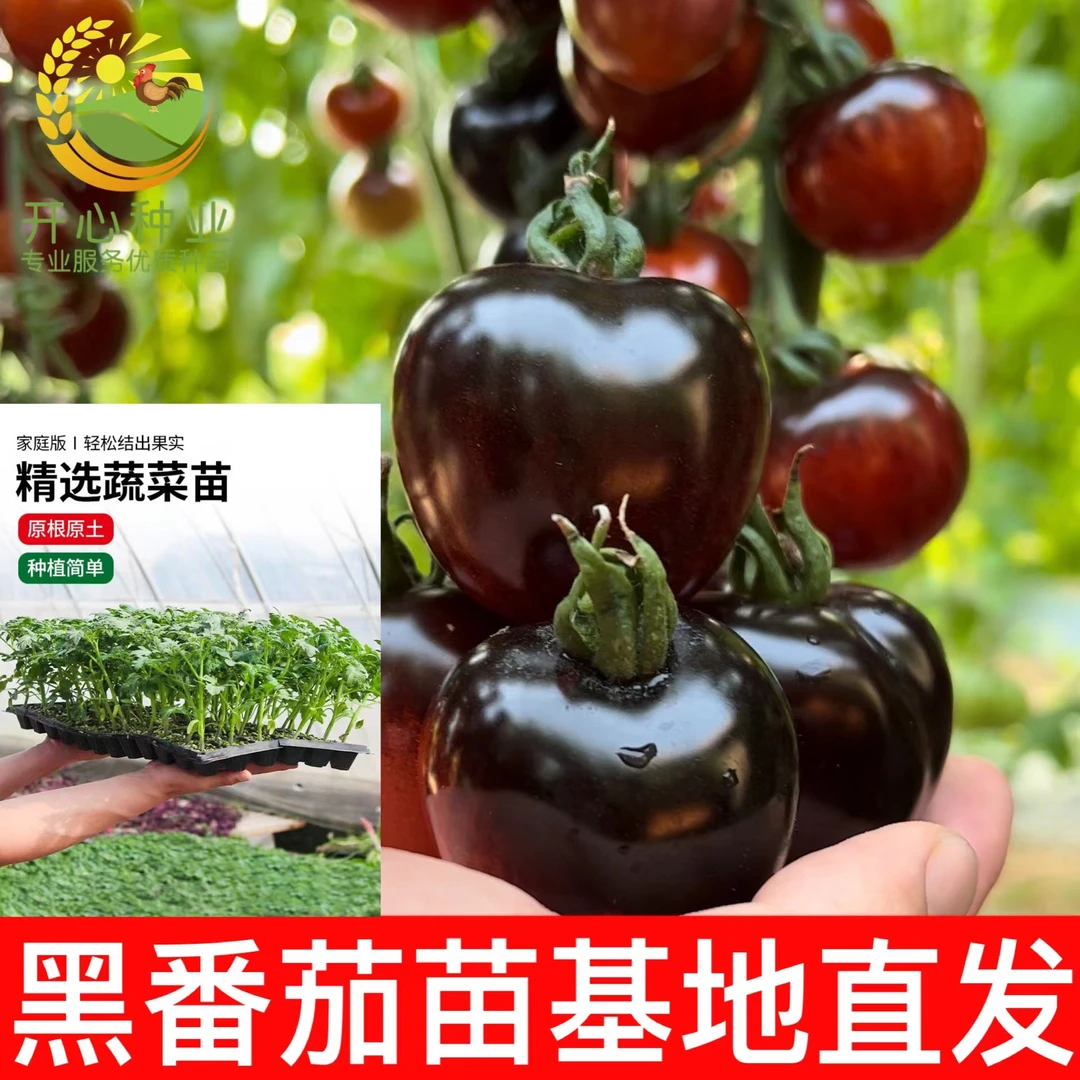 【黑宝石番茄苗】种苗秧春秋小院种植四季阳台盆栽蔬菜黑珍珠苗