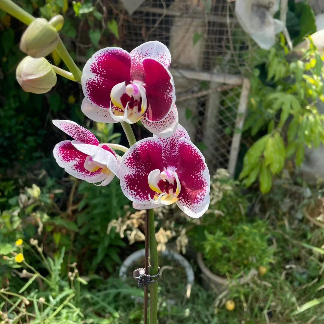 【浪漫】5.0寸杯蝴蝶兰苗【满30包邮】