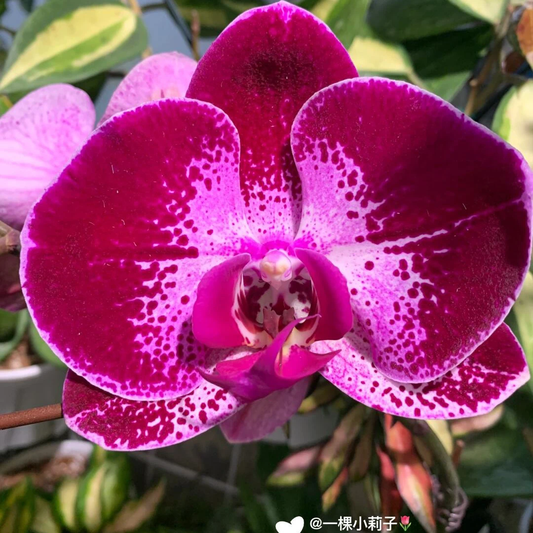 【黑金刚】2.8寸杯蝴蝶苗【满30包邮】