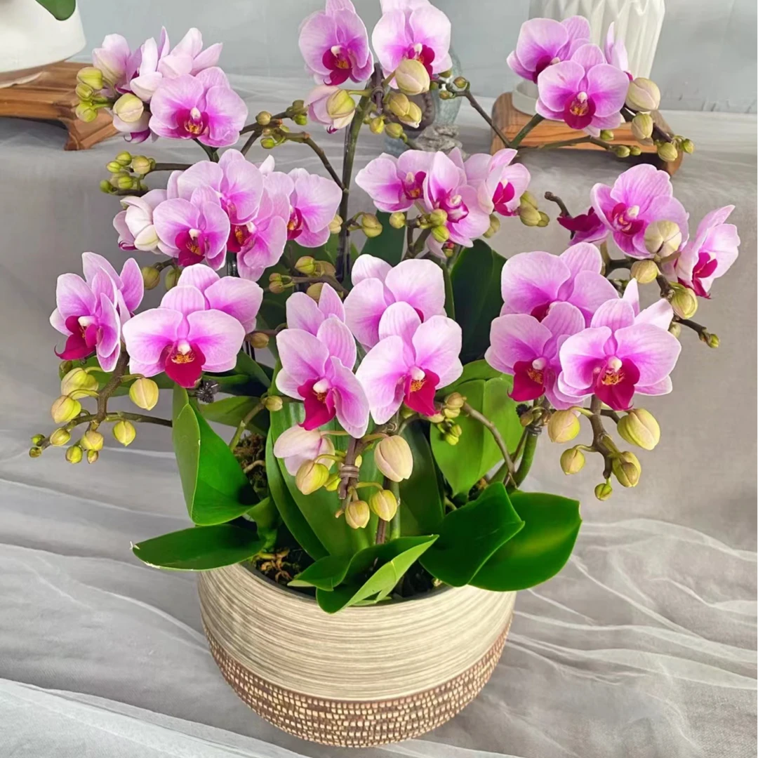 （宝贝）2.8寸苗杯蝴蝶兰【满30包邮】