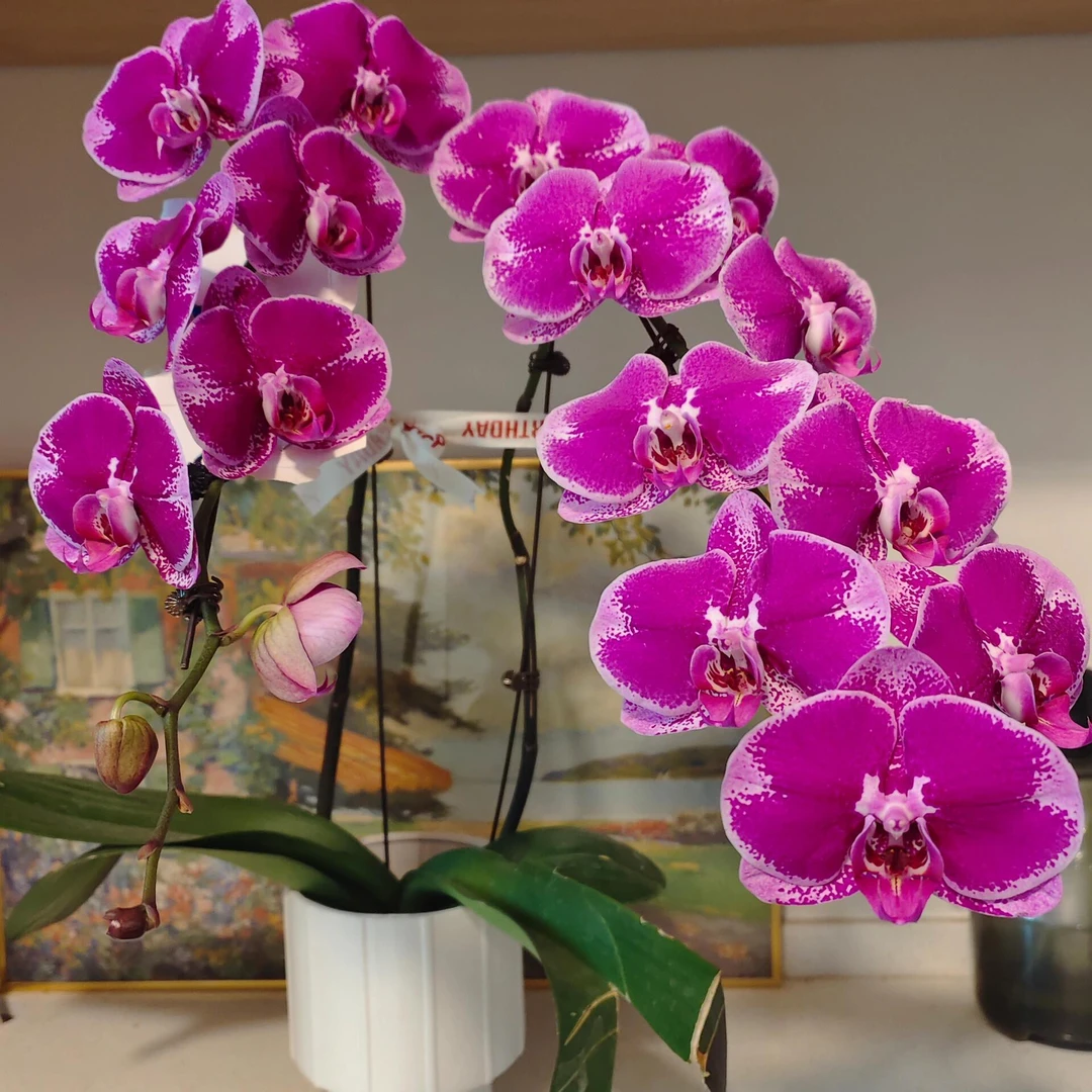 【大财主】2.8寸杯蝴蝶兰苗D~C~Z【满30包邮】