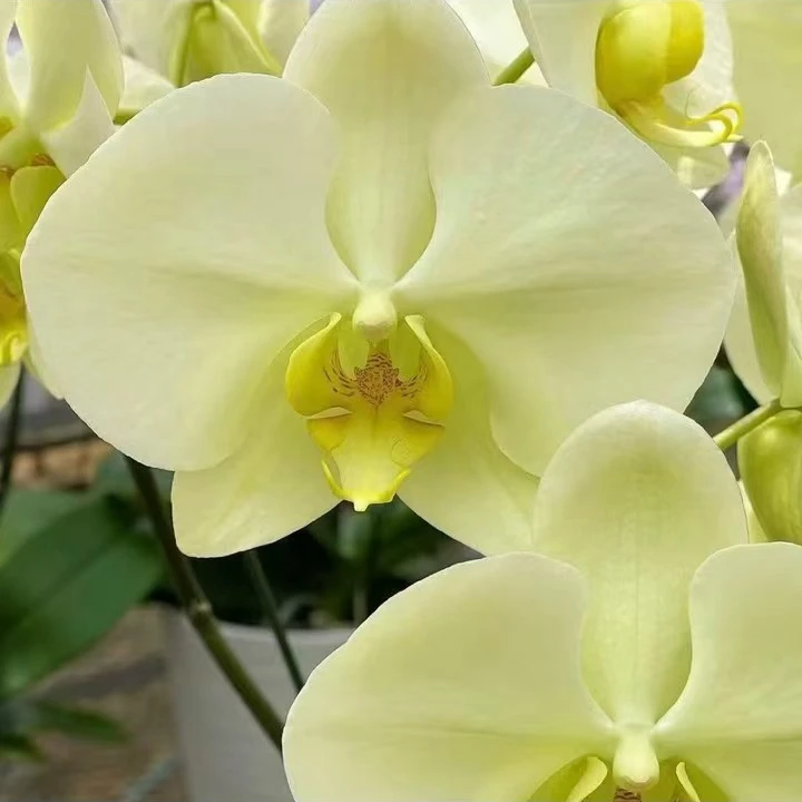 【绿地球带花剑】5寸杯升杯不久大型花蝴蝶兰苗