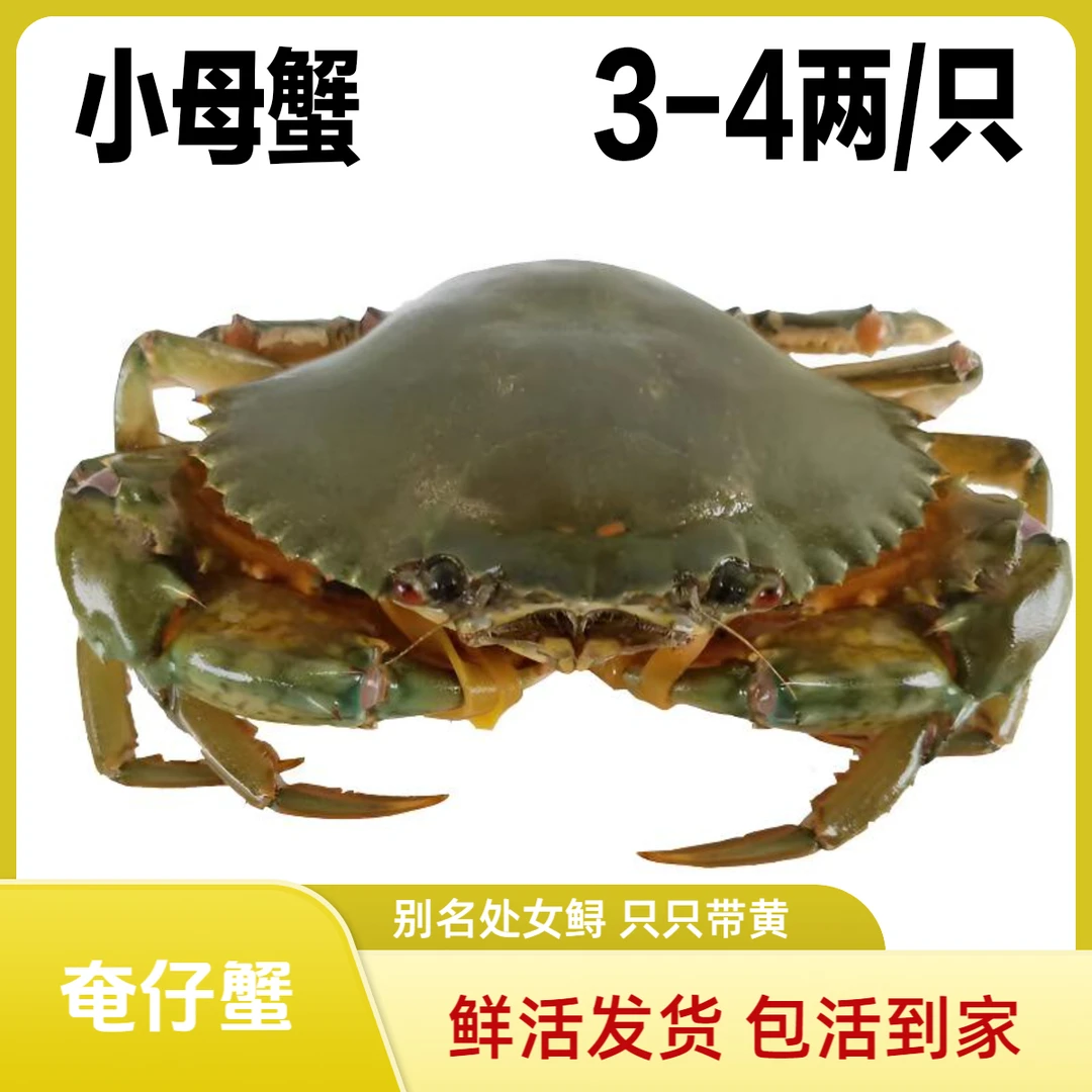 12只燕母蟹 包活发货 3-4两/只 野生燕母蟹奄仔蟹（处女鲟）
