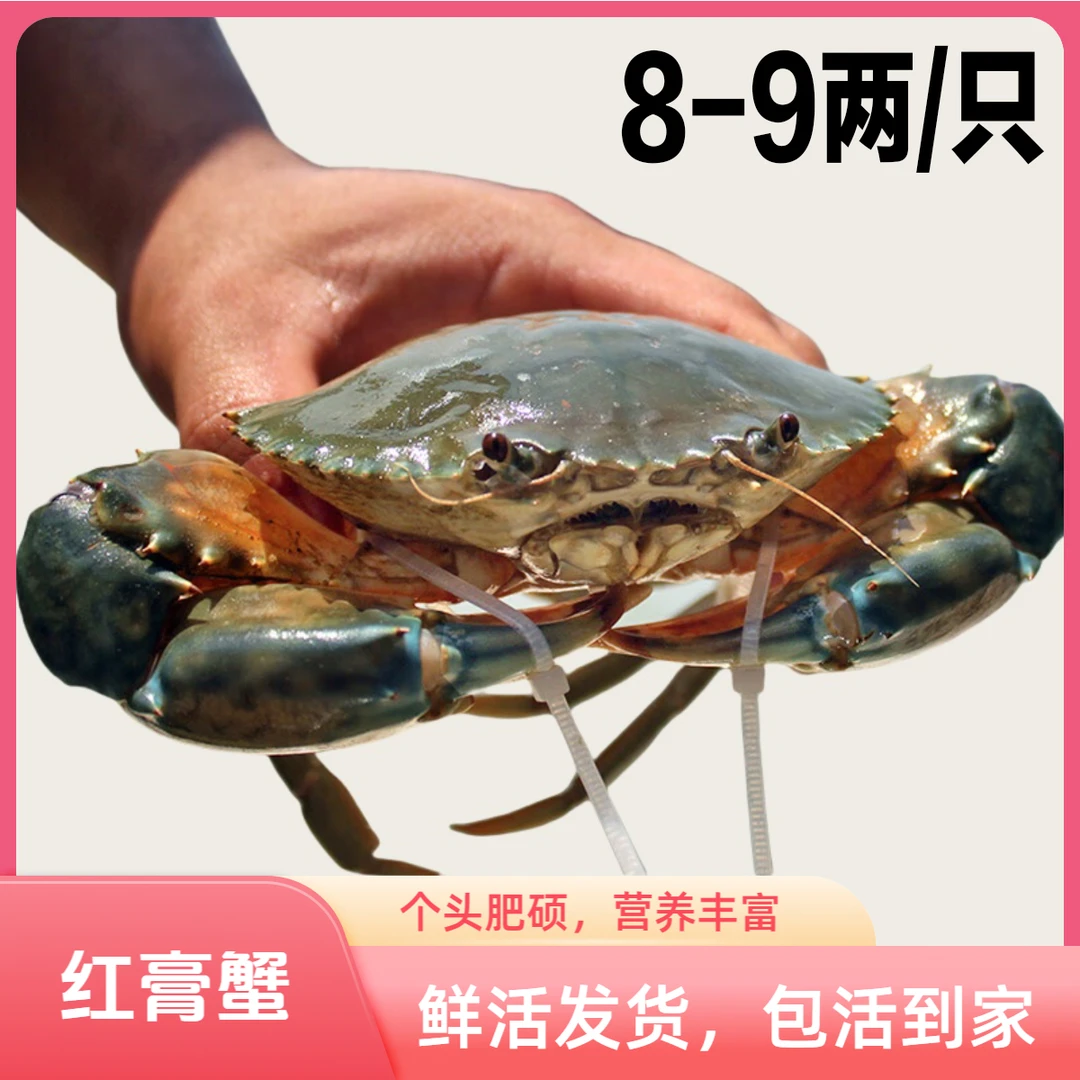 包活到家 大膏蟹 单只净重8-9两 精选野生红膏蟹红鲟青蟹包有膏