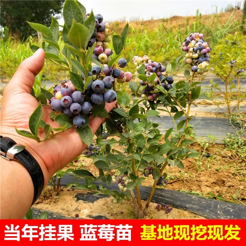 蓝莓树苗带果带花带土蓝莓苗盆栽南北方种植兔眼蓝莓苗抗旱抗寒苗