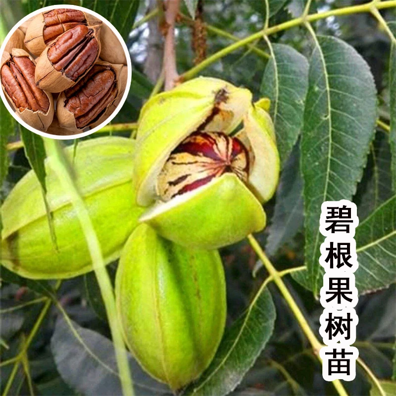 核桃树苗美国碧根果树苗南北方盆栽地栽种植当年结果树苗