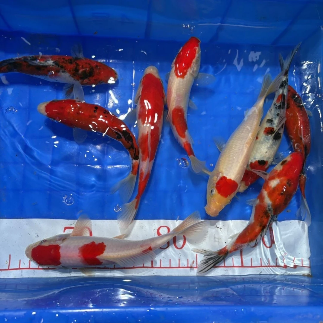 131-200一物一拍链接锦鲤红白大正昭和绯写纯色锦鲤