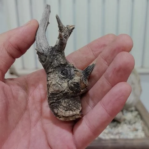 檀香紫檀（小叶紫檀）用****7