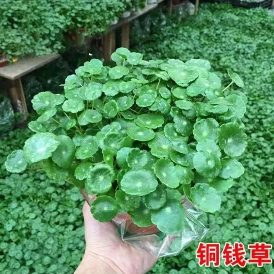 铜钱草种子包邮草籽大叶子水养种籽水培植物花卉招财盆栽室内常绿