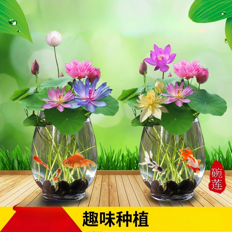 (四季播种碗莲种子)已开口水培植物睡莲荷花种子室内盆栽绿植花卉