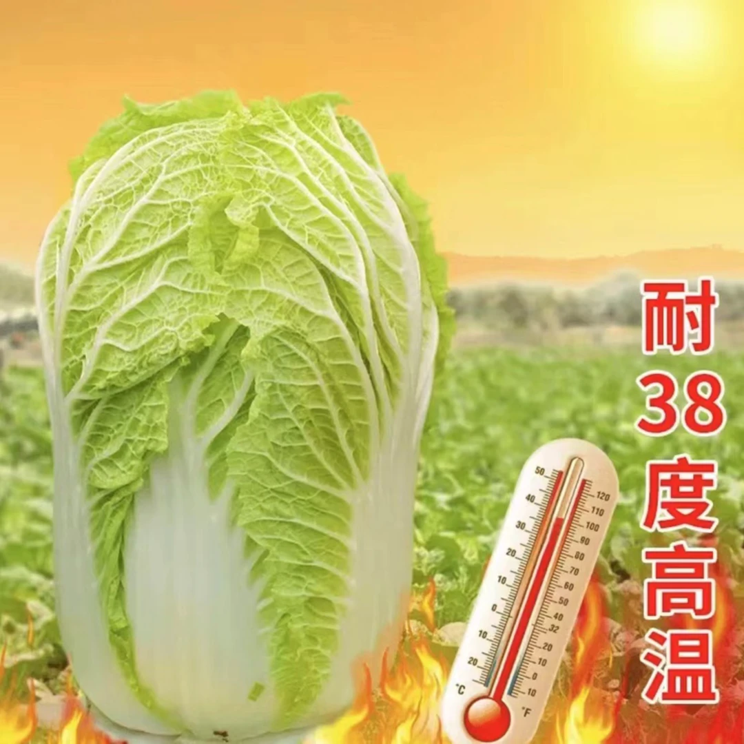 夏阳白菜早50耐热大白菜种子山东白菜种籽蔬菜白菜子四季农家庭院