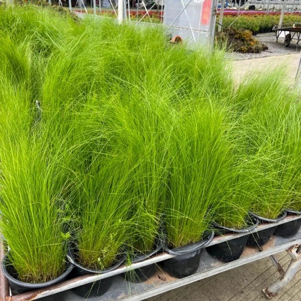 【墨西哥羽毛草】多年生 耐半阴 耐旱 观赏草 花园盆栽地栽