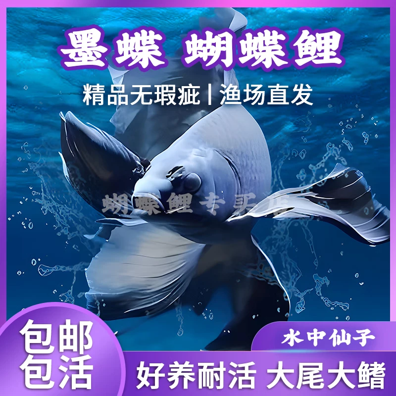 蝴蝶鲤鱼墨蝶18-20公分黑墨寄样混养自家鱼场小型精品好养养殖