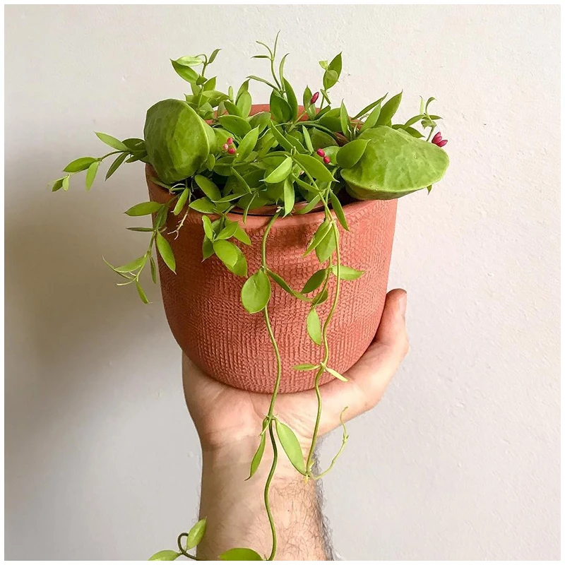 小植之家玉荷包吊兰 爱元果青蛙藤 室内开花垂吊植物 绿植小盆栽
