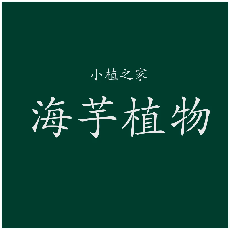 小植之家【一物一拍】海芋绿植系列