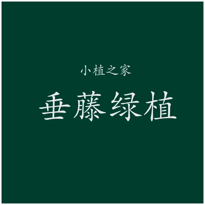 小植之家【一物一拍】垂吊带藤绿植系列
