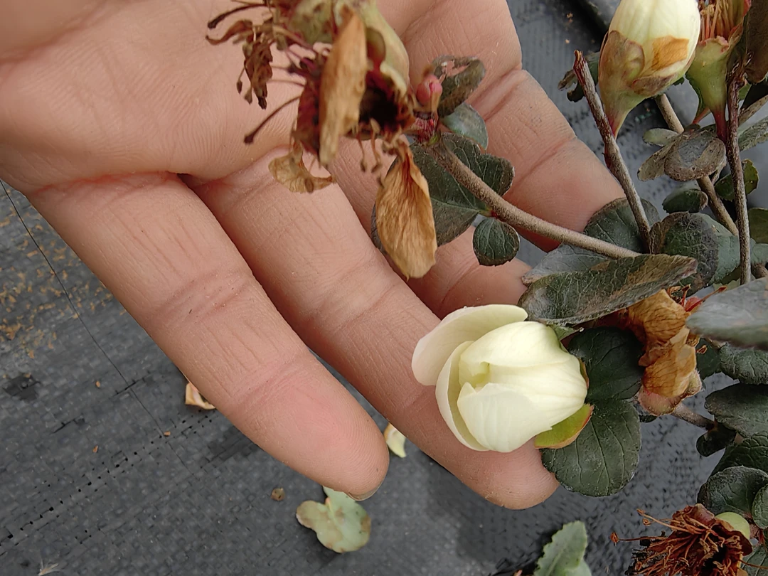 长寿梅花花一号白花，一物一拍专用链接