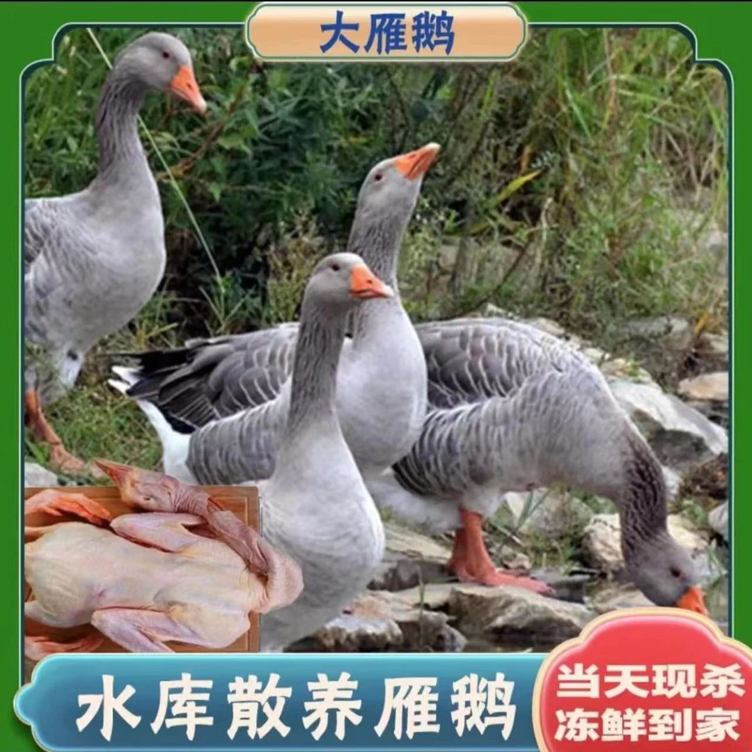 【顺丰/京东冷链】新鲜现宰去内脏大雁鹅带箱5斤