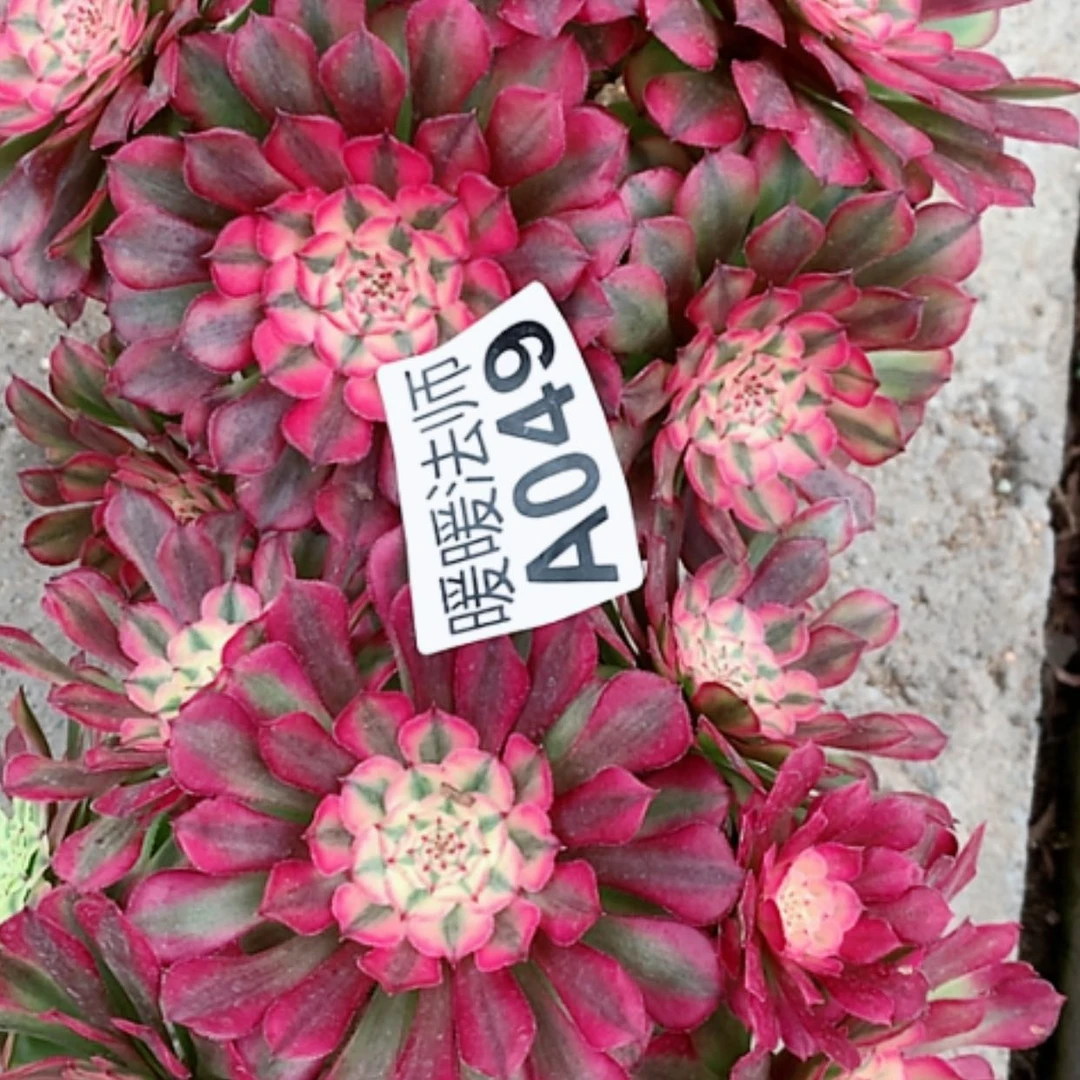 【闪购商品】紫砂茶杯?****?A049—2颗35