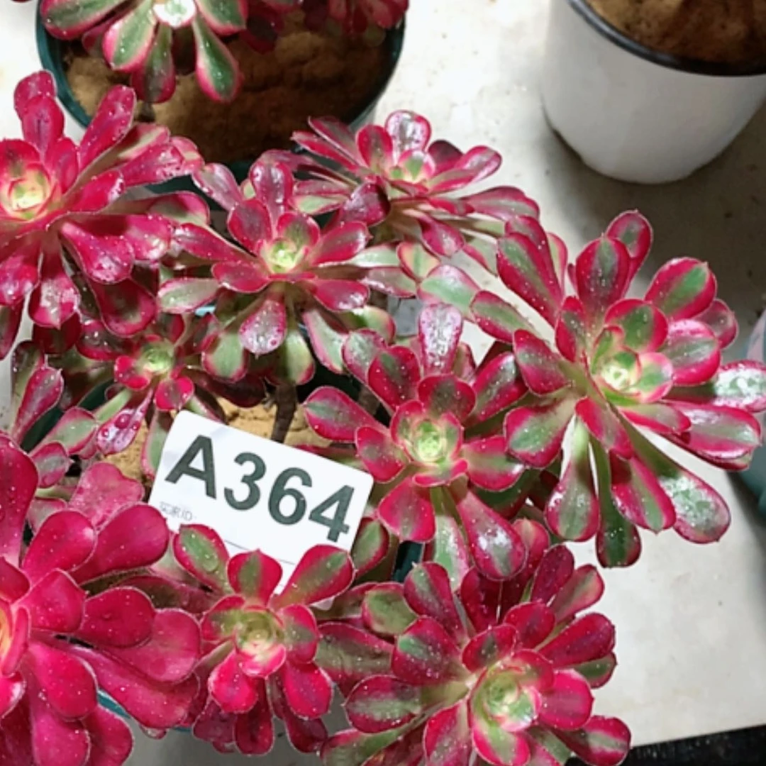 【闪购商品】紫砂茶杯o**oA364–35