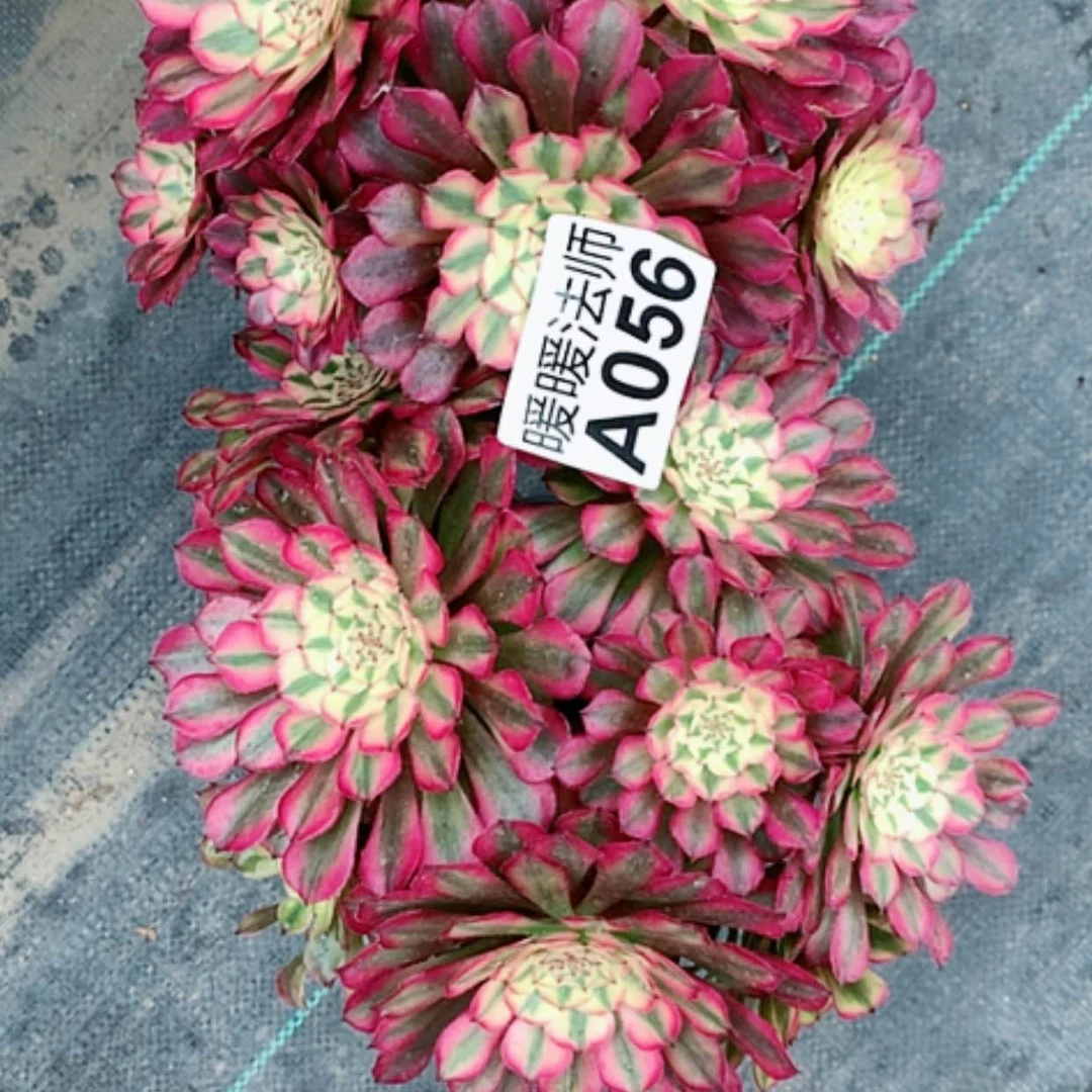 【闪购商品】紫砂茶杯初*?A056–2颗35