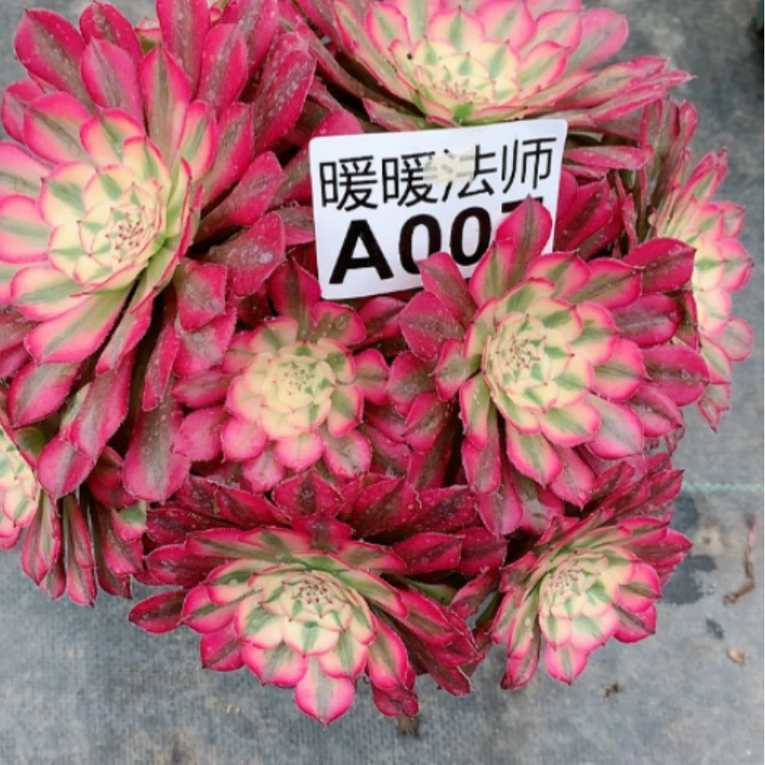 【闪购商品】紫砂茶杯悠***悠A007--35