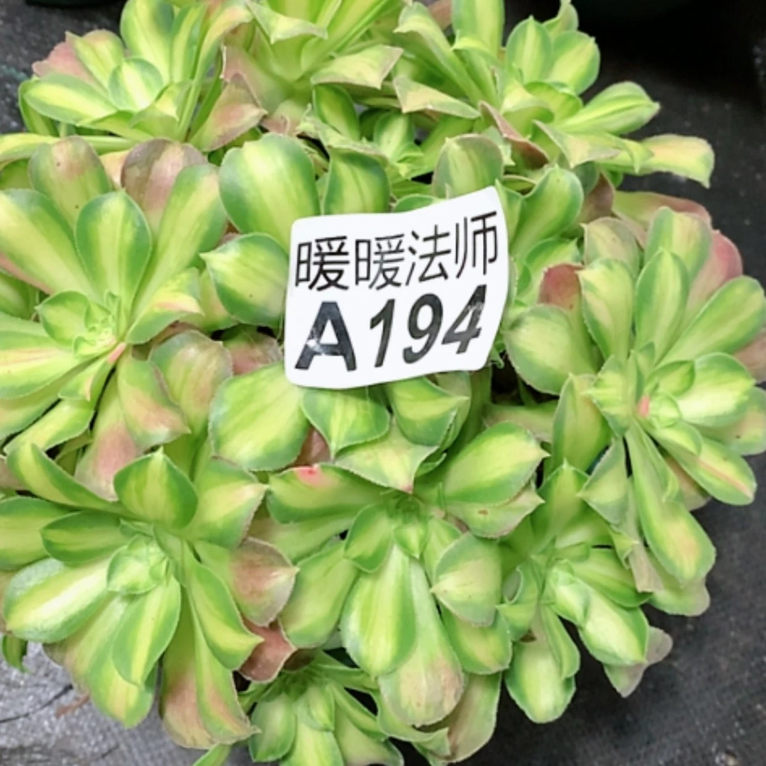 【闪购商品】紫砂茶杯用****舟A194---韶华35