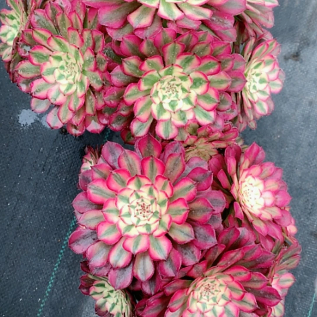 【闪购商品】紫砂茶杯F**?A062—2颗35