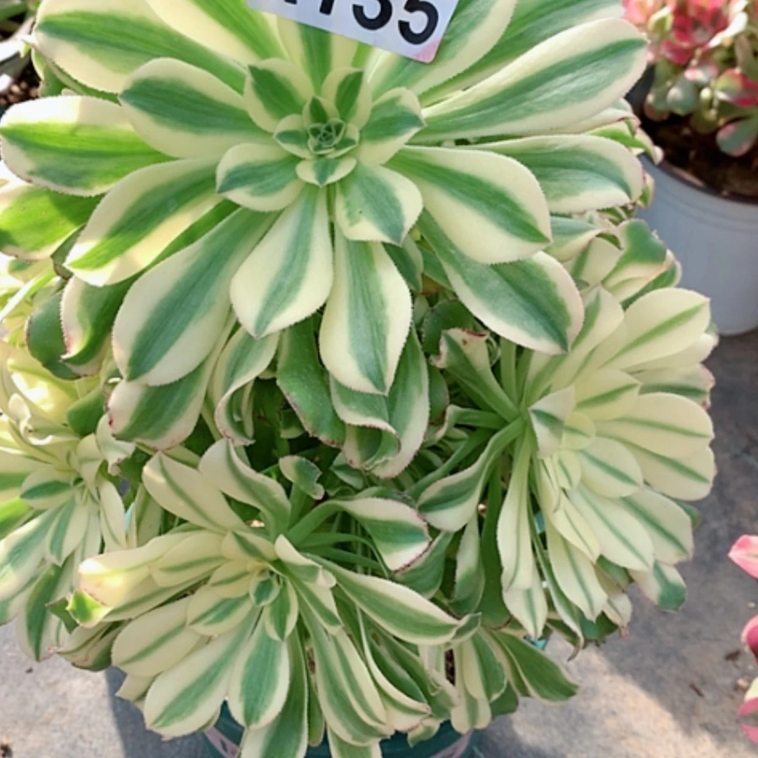 【闪购商品】紫砂茶杯陈*着A135—燕日伞45