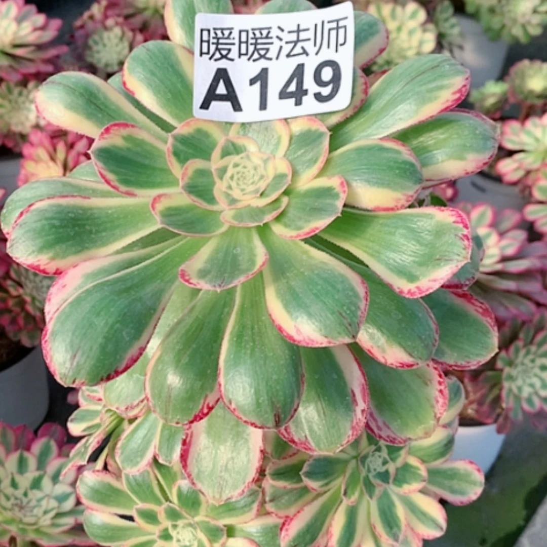 【闪购商品】紫砂茶杯七***鱼A149—v锦68