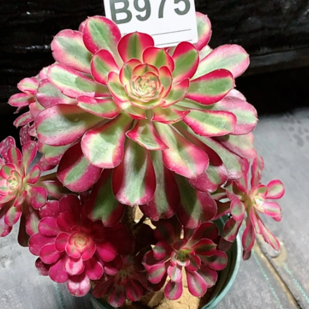 【闪购商品】紫砂茶杯胡**枝 B975–35