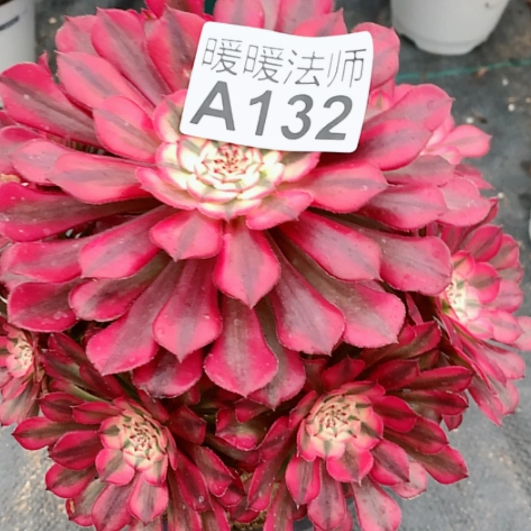 【闪购商品】紫砂茶杯菩**台A132–35