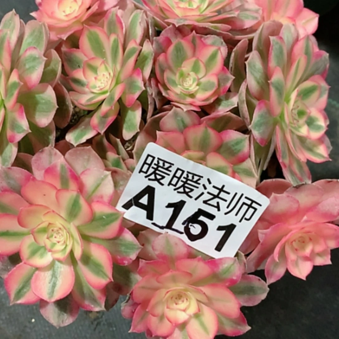 【闪购商品】紫砂茶杯品**生A151–倾城68