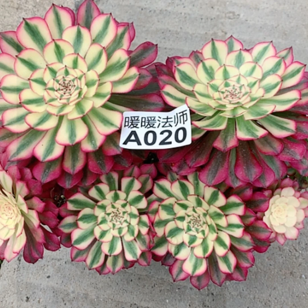 【闪购商品】紫砂茶杯云*A020–二棵35