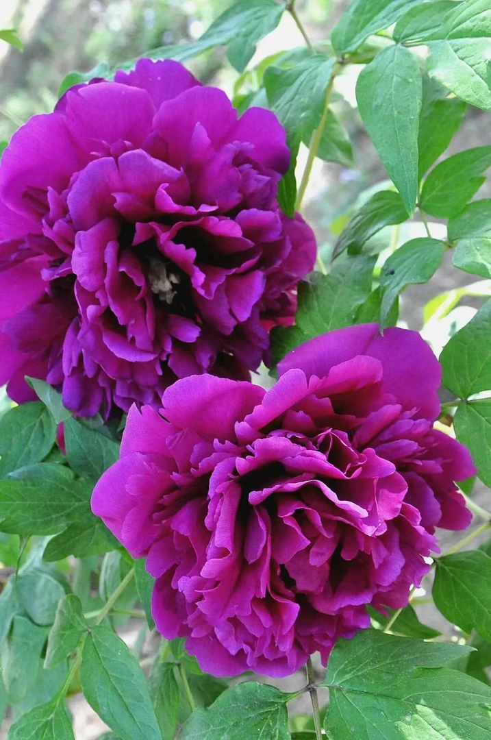 镇店之宝【紫如意】菏泽基地直发 现挖 精品牡丹