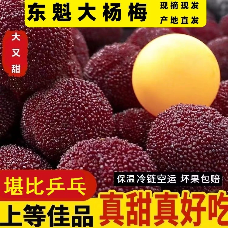 【空运冷链】东魁杨梅新鲜当季现摘孕妇新鲜水果1/3/5斤包邮