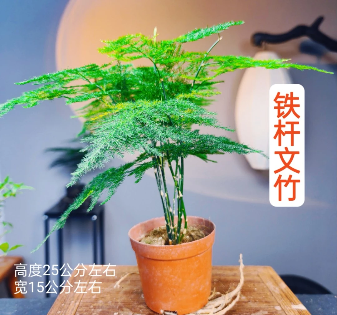 老桩丛林【文竹】原盆原土种好室内室外迷你桌面小微盆景种好发货