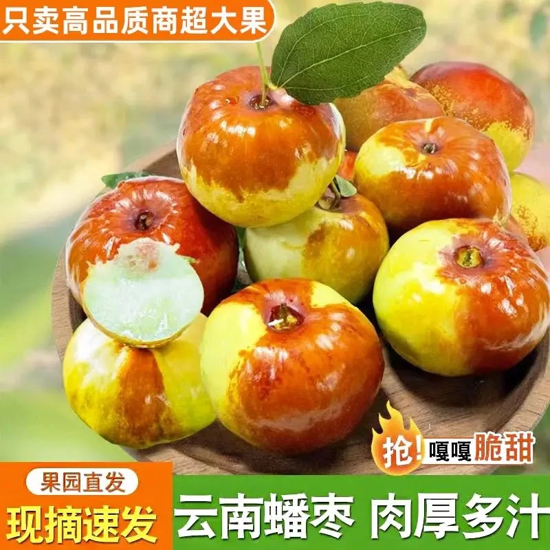 （空运）正宗云南高原蟠枣青枣脆甜新鲜现摘1斤2斤4斤皮薄肉厚产地