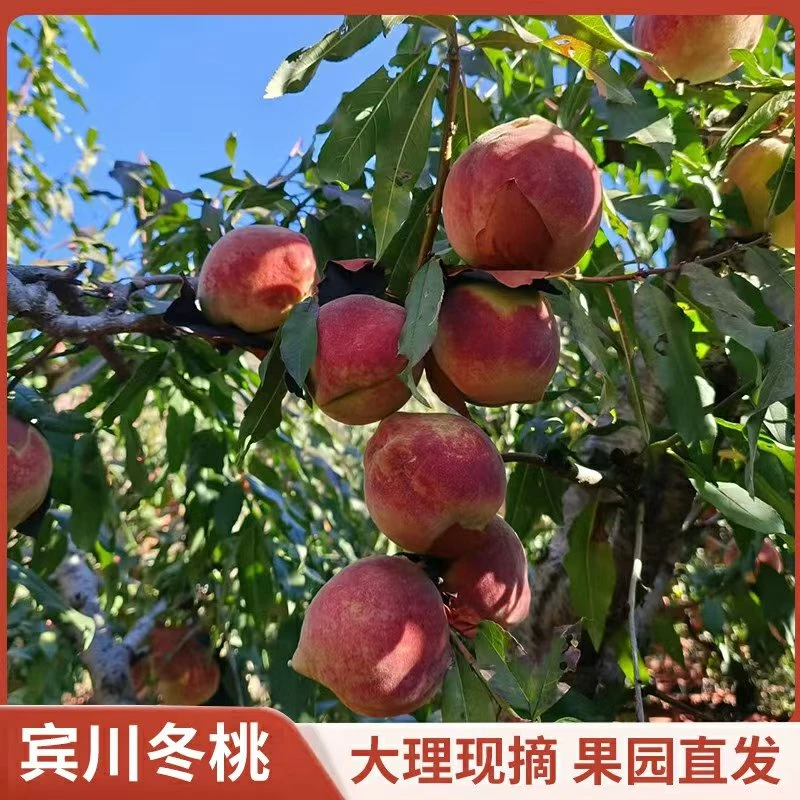 正宗大理鸡足山冬桃冬雪蜜桃精选特大果脆甜多汁新鲜现摘现发