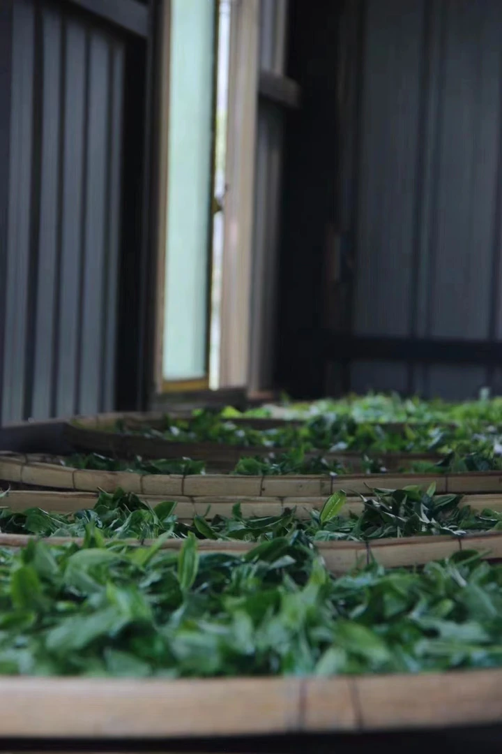 冰岛礼盒-生普洱茶代拍