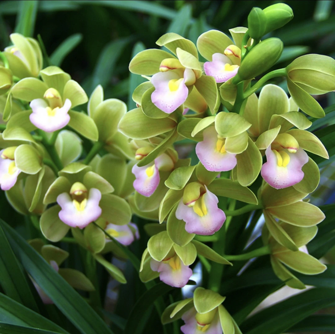 兰花（香水香兰）不带花大花蕙兰浓香